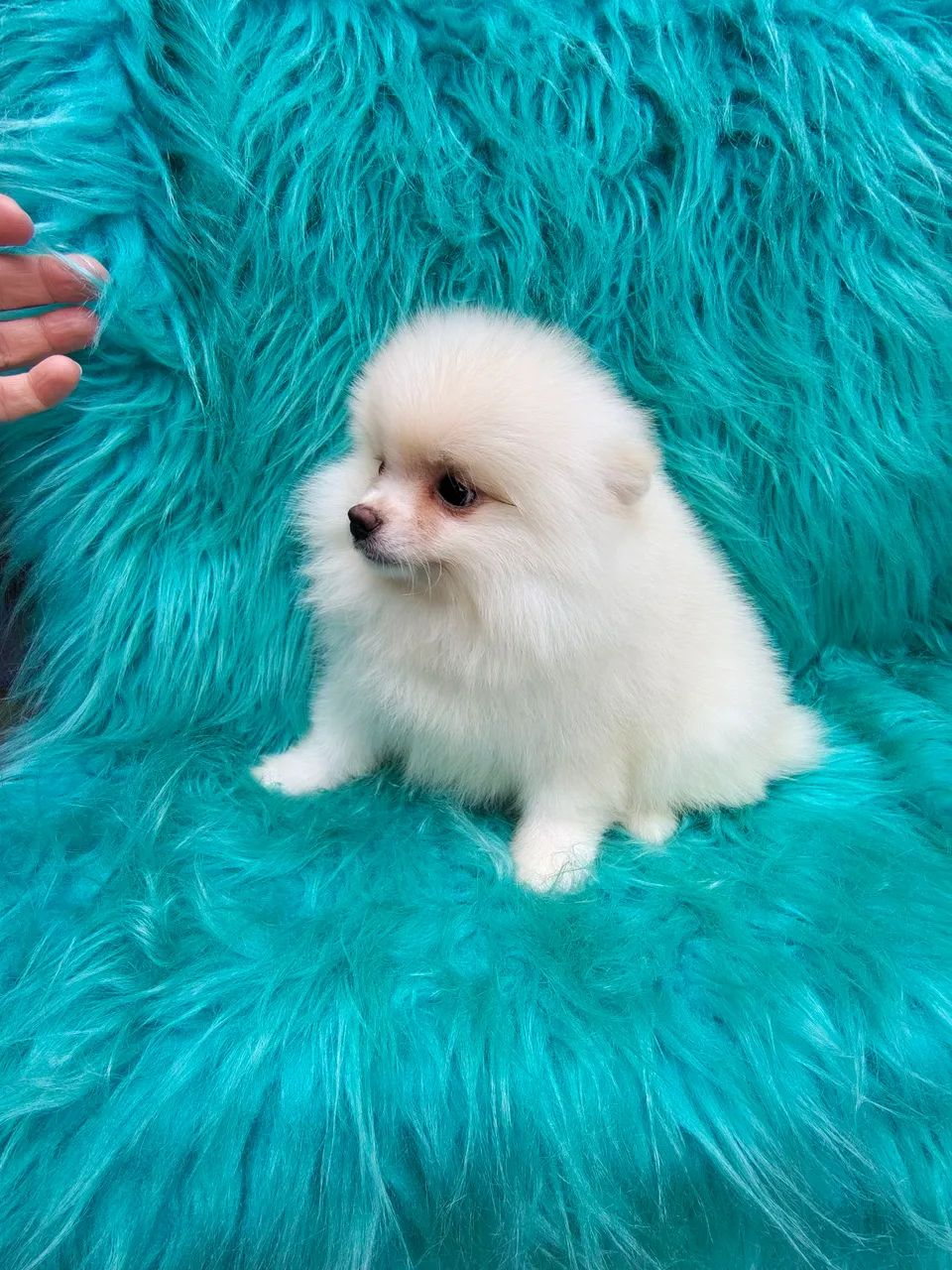 Macho Spitz alemão  - Foto 2