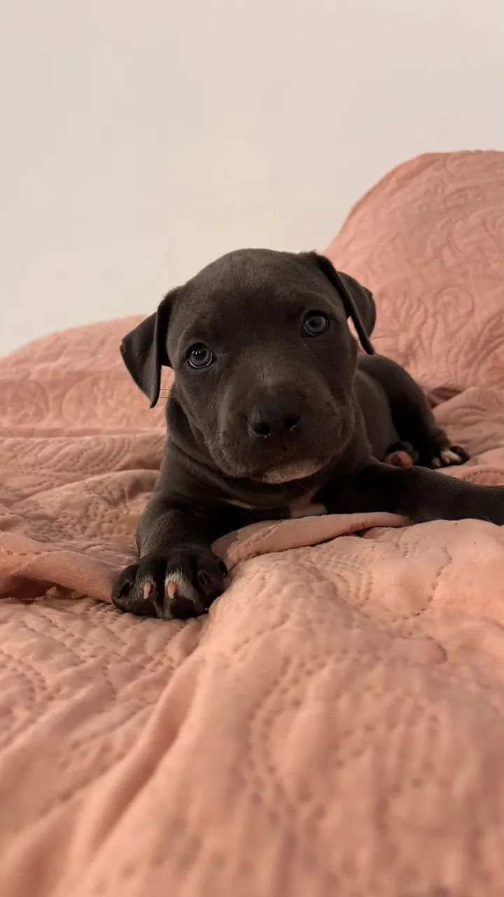 Filhote American Bully  - Foto 3