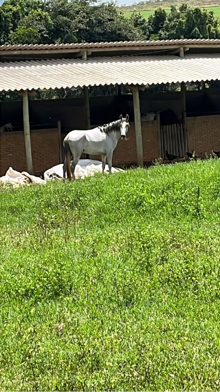 Potro mangalarga 