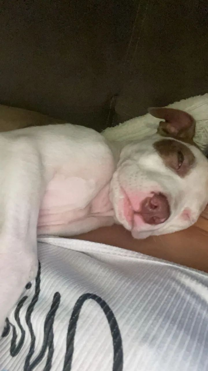 Filho de Pitbull  - Foto 2