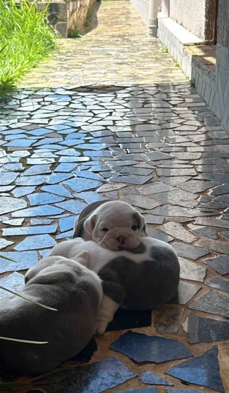 FILHOTES PARA ADOÇÃO - Foto 3