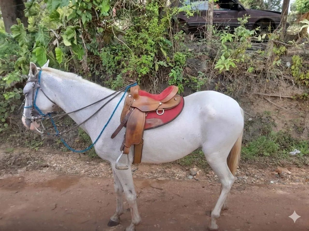 Vende-se belíssima égua  - Foto 5