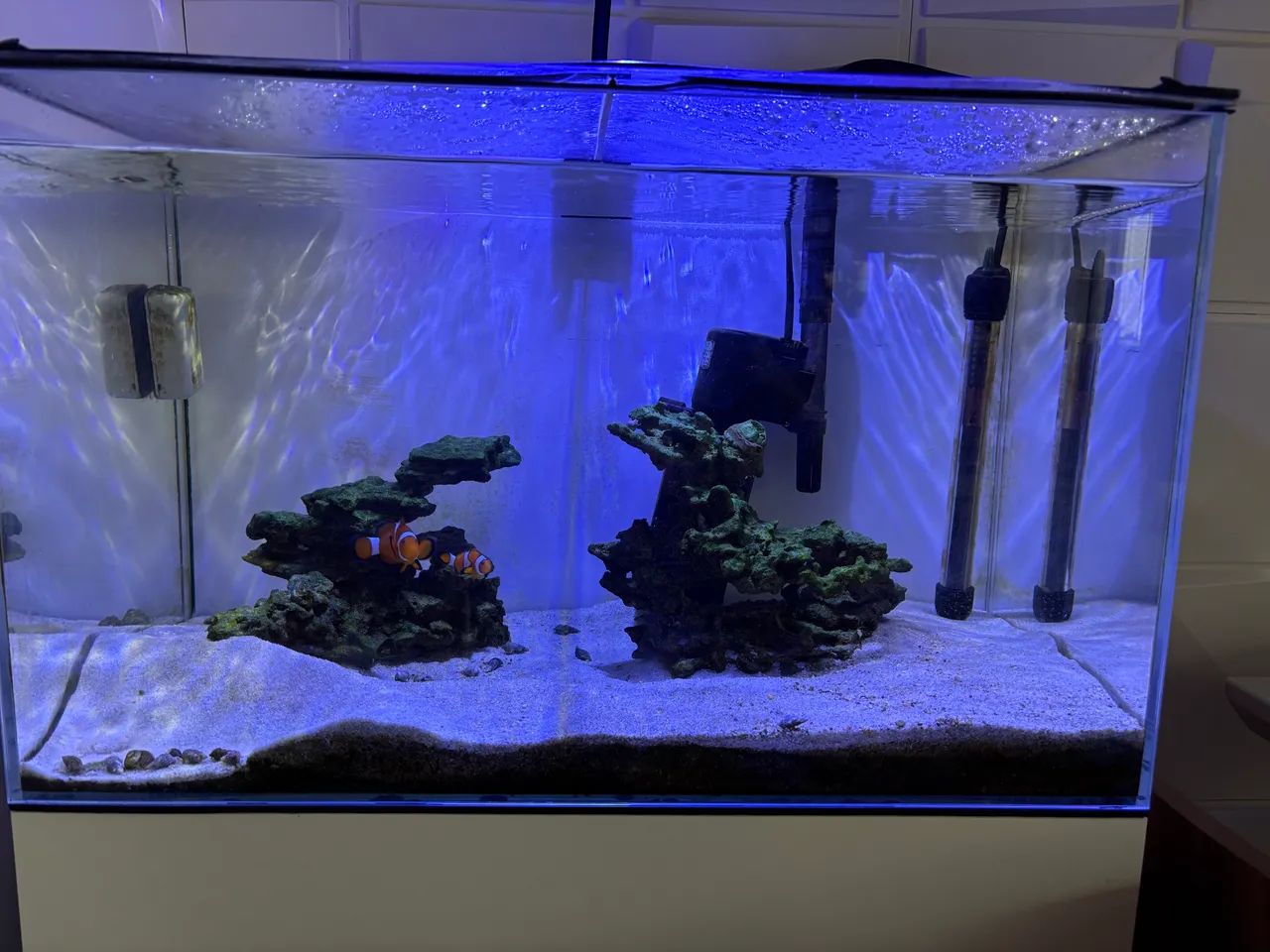 Aquário marinho completo  - Foto 4