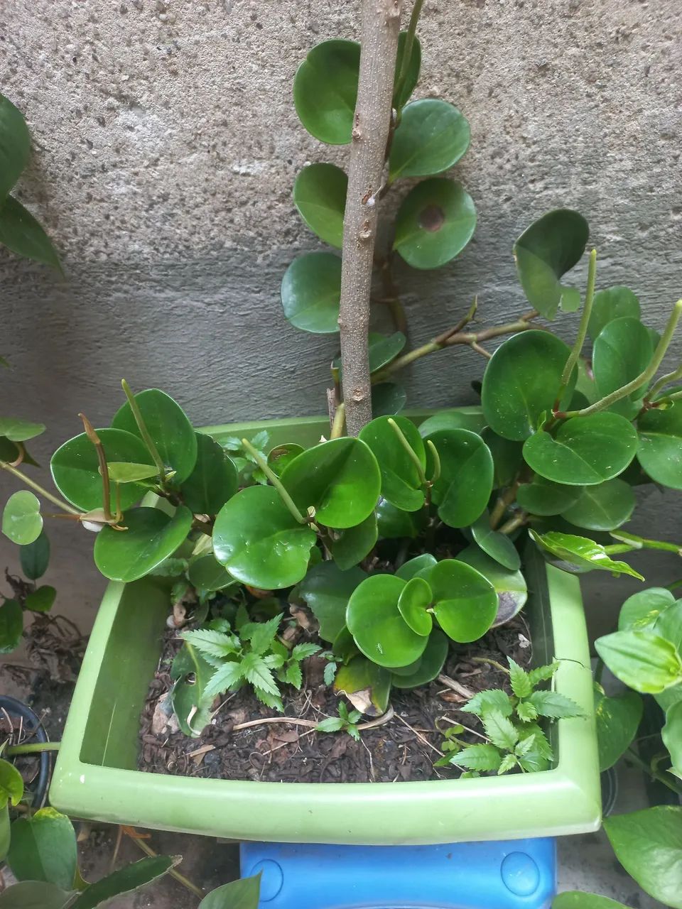 25 reais cada  - Foto 2