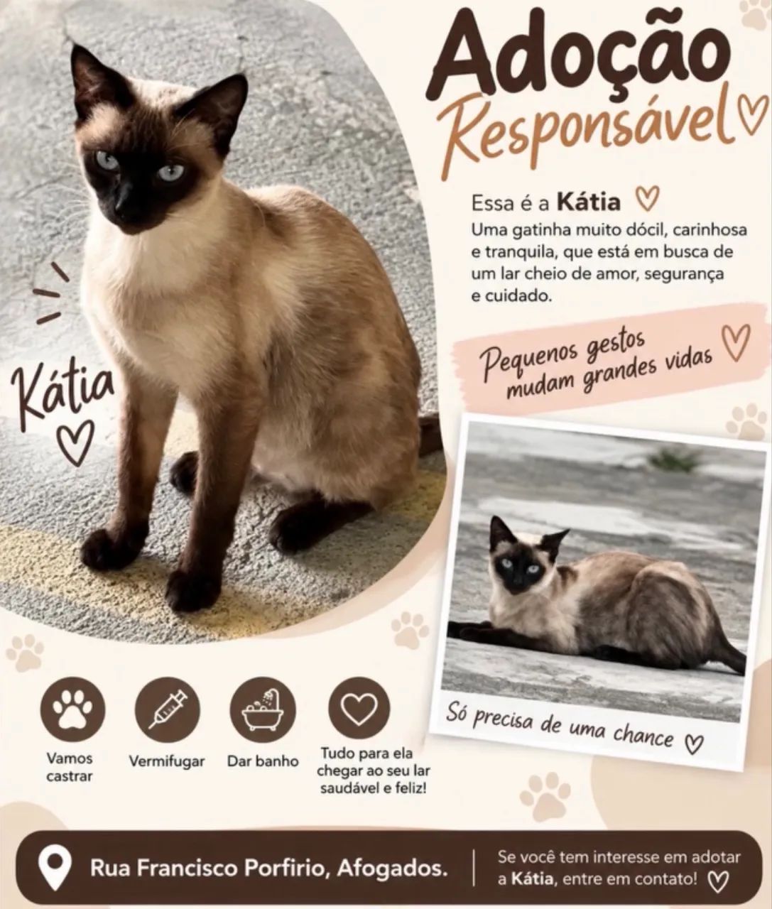 Adoção Responsável | Gata