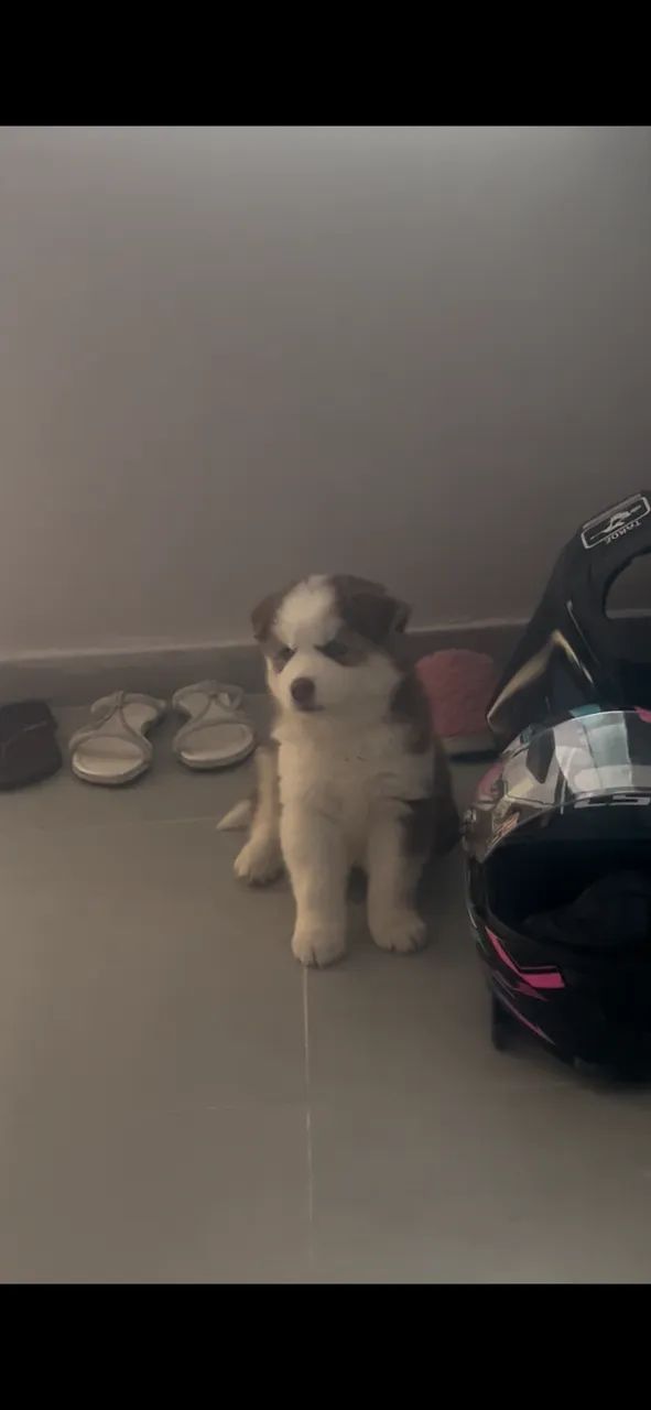 Cachorro 