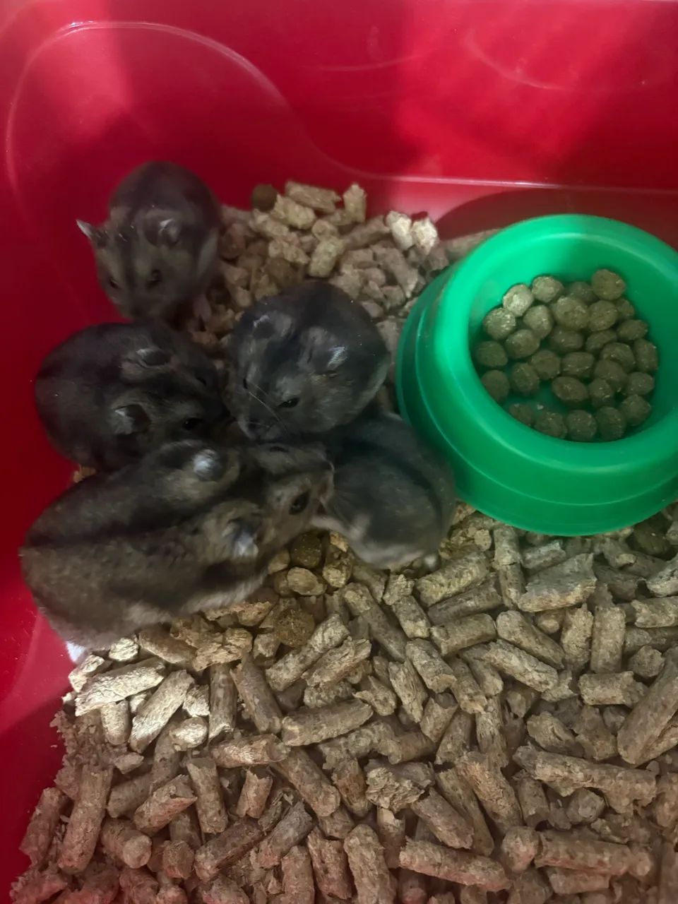 Filhote de hamster russo - Foto 2
