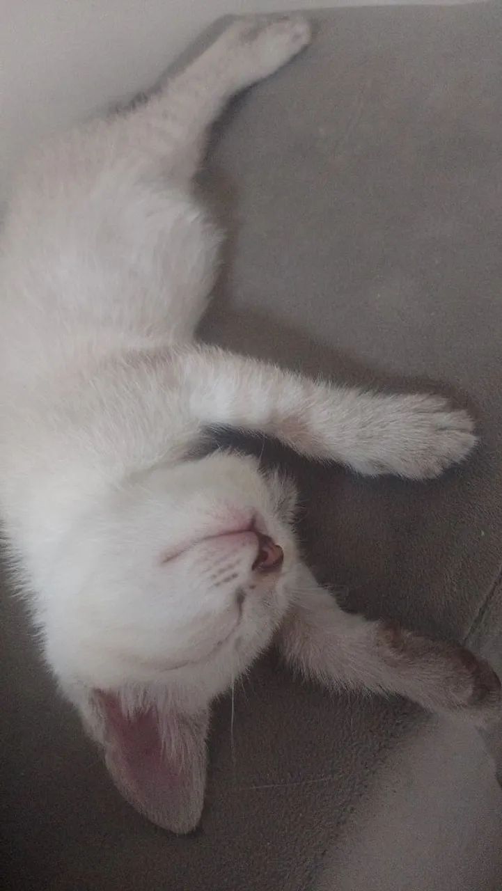 Doação de gatinhos - Foto 3