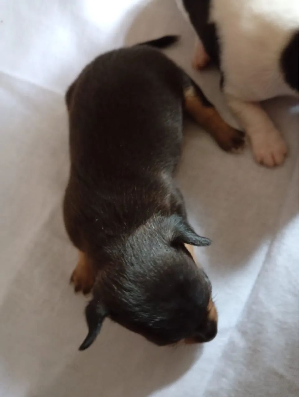 Pinscher  - Foto 2