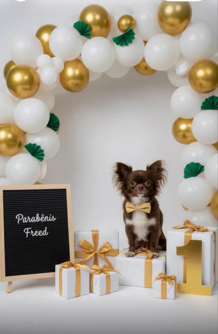Chihuahua  - Foto 3