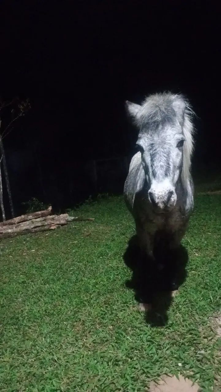 Vendo pônei 