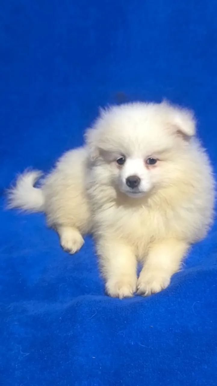 Spitz alemão pequeno macho - Foto 3