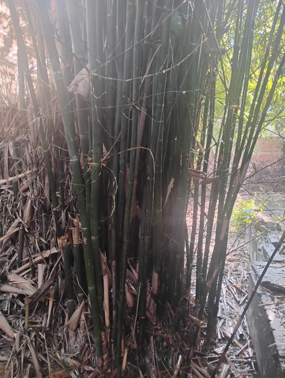 BAMBU PARA VENDA 