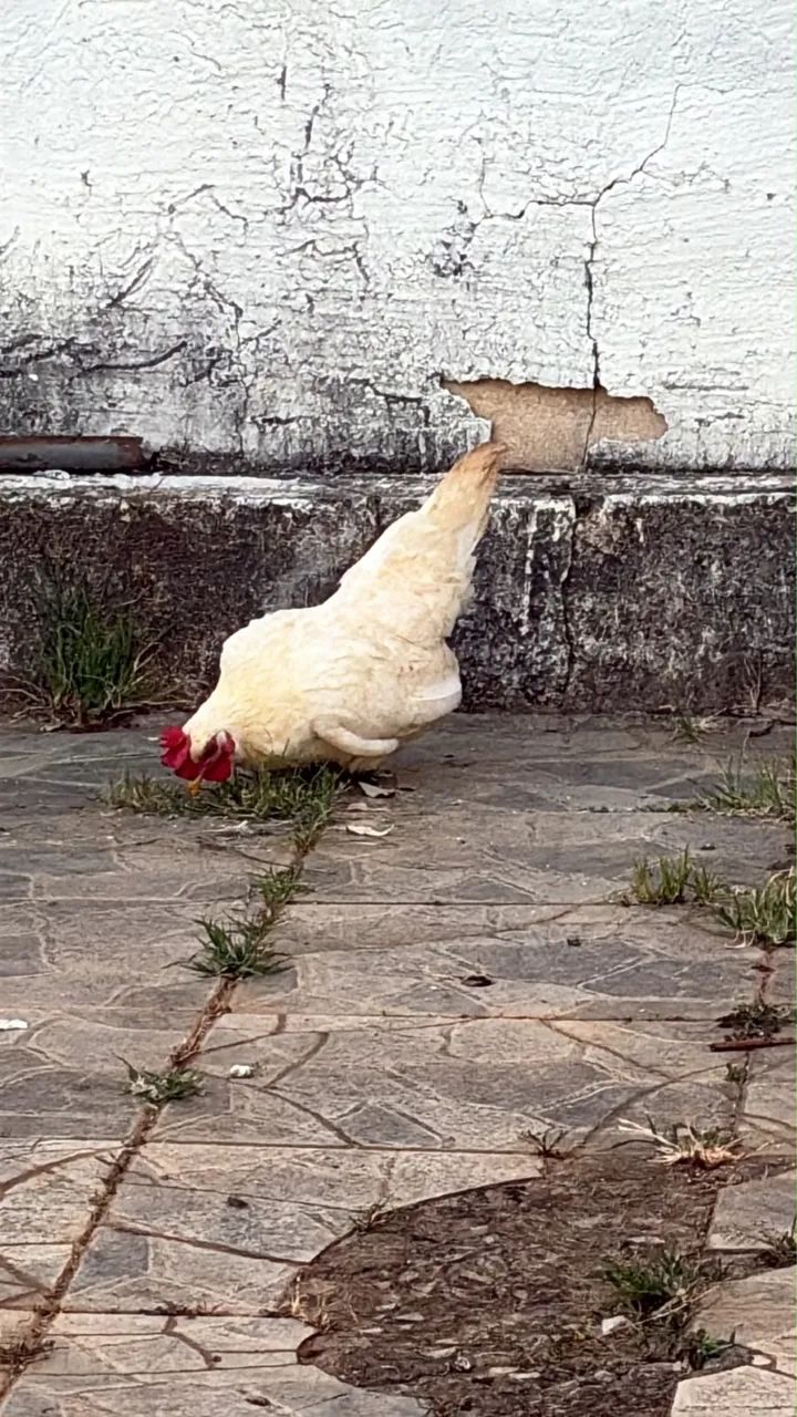 Galinha garnizé 