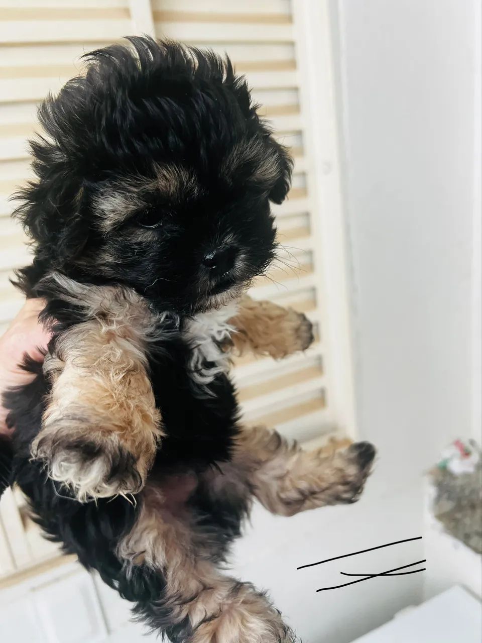 Poodle raro Phantom 