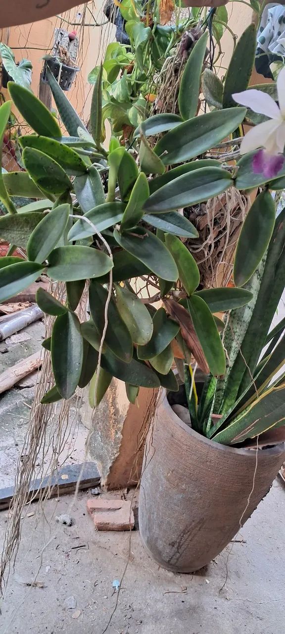 Plantas - Foto 4