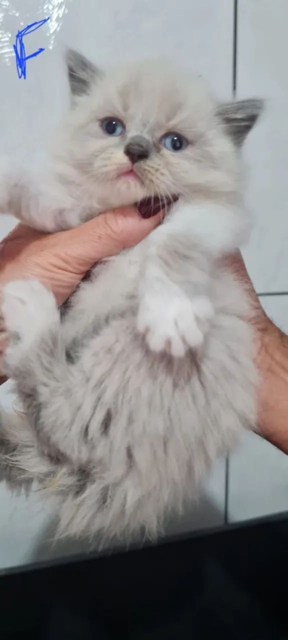 Gato Persa lindos filhotes legítimos! - Foto 3