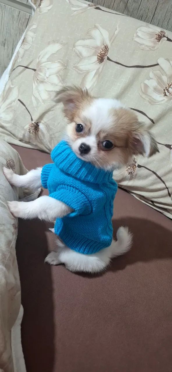  Ultimo Macho de chihuahua  bem mini