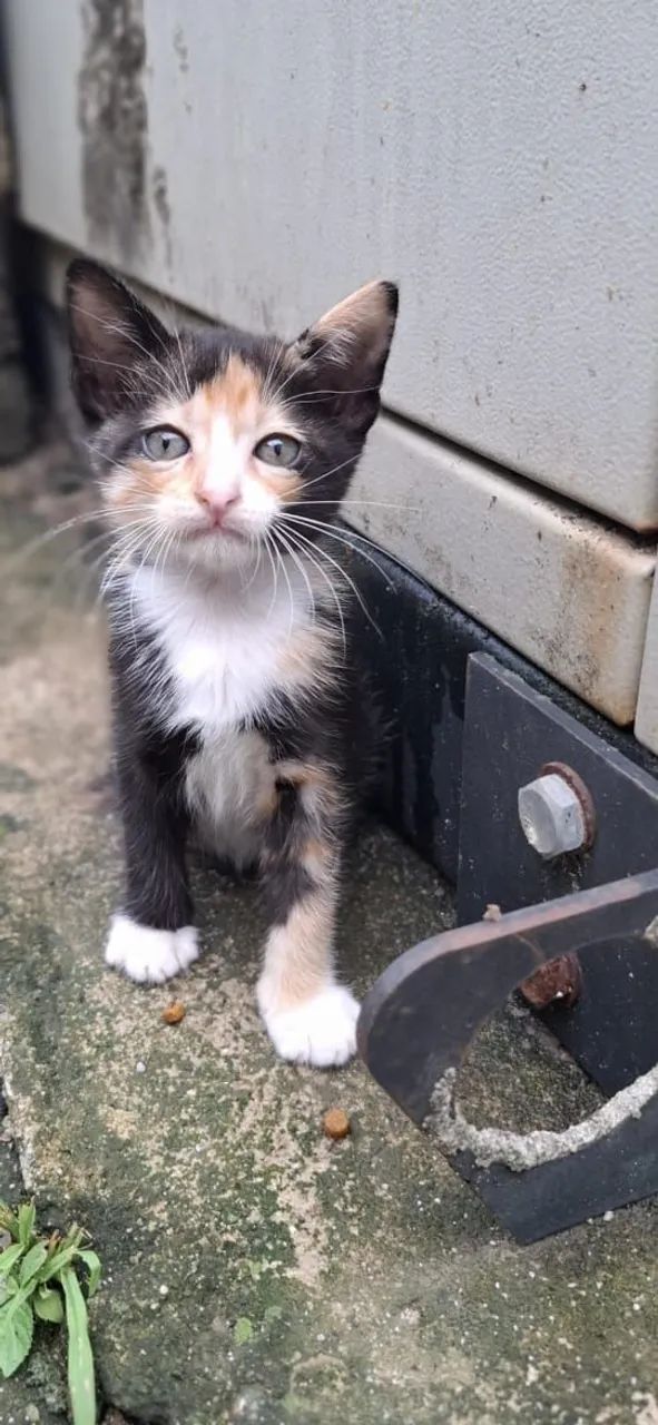 Gatinhas para adoção responsável  - Foto 2