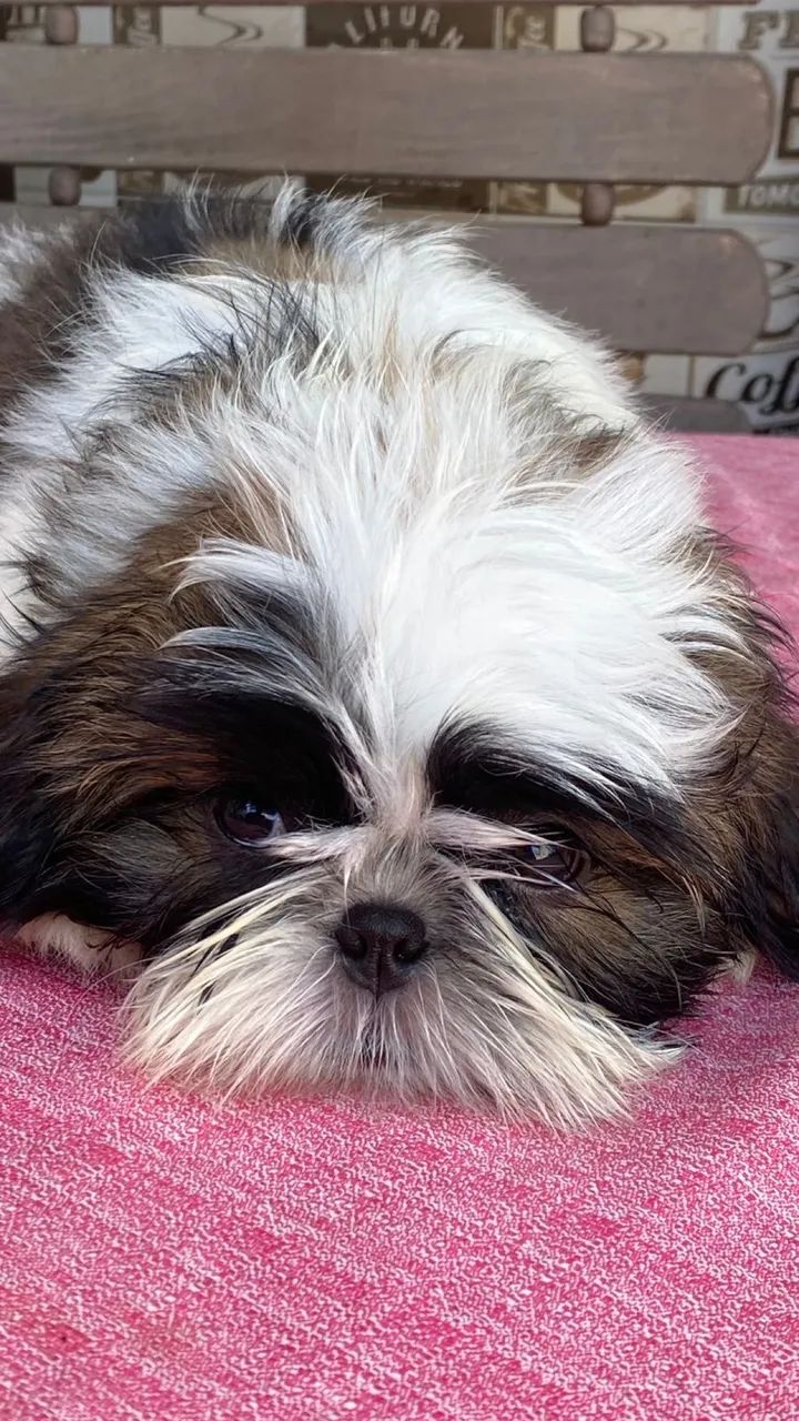 Shihtzu macho 4 meses, lindo e dócil.  - Foto 3