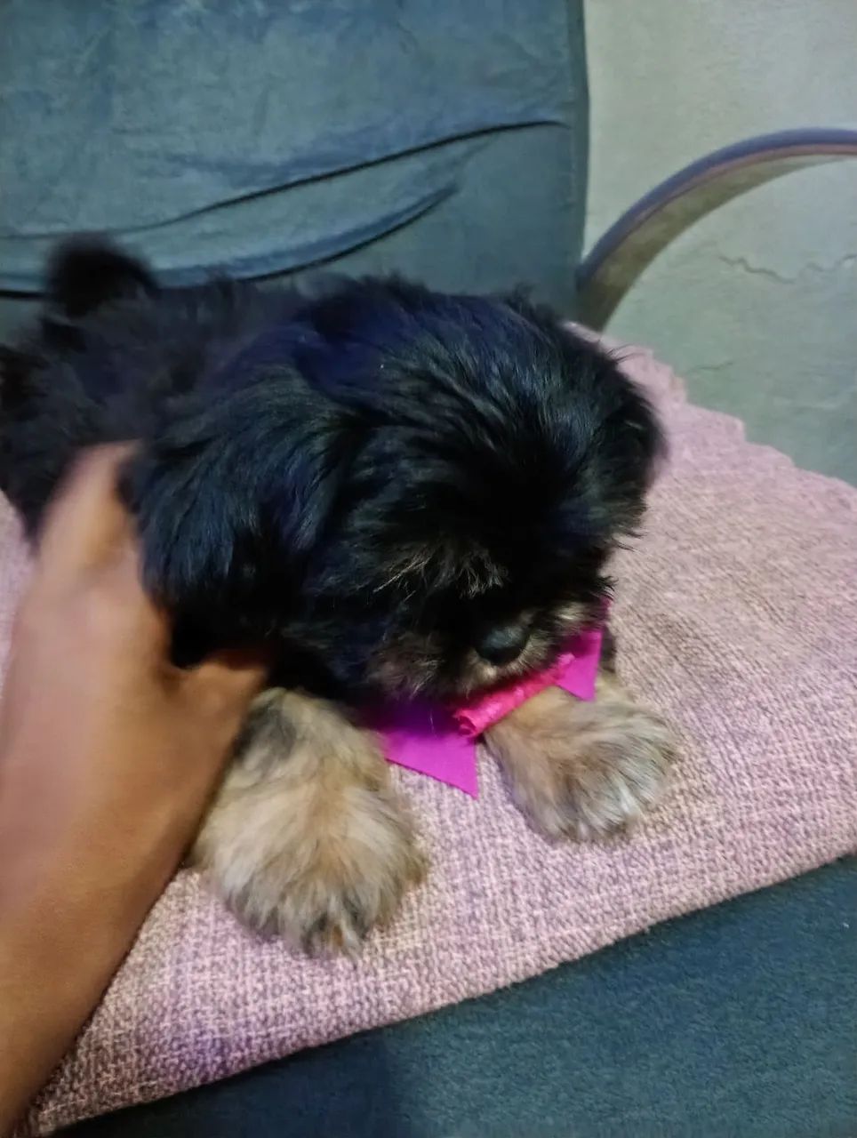 Filhotes de Lhasa Apso - Foto 5