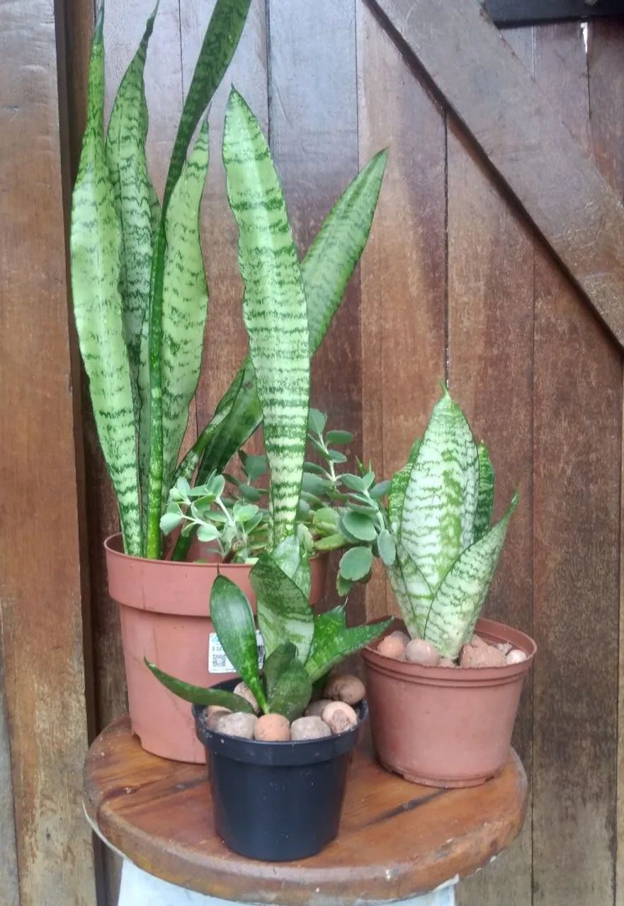 Sansevieria/ Espada de São Jorge  - Foto 3