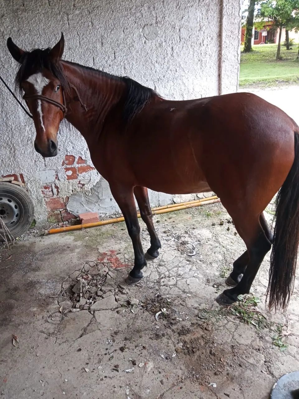 Cavalo Manga Larga - Foto 3