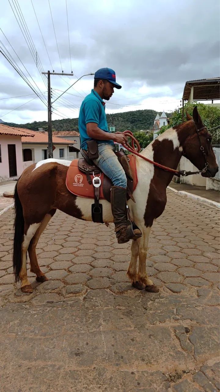 Égua marcha picada  - Foto 3