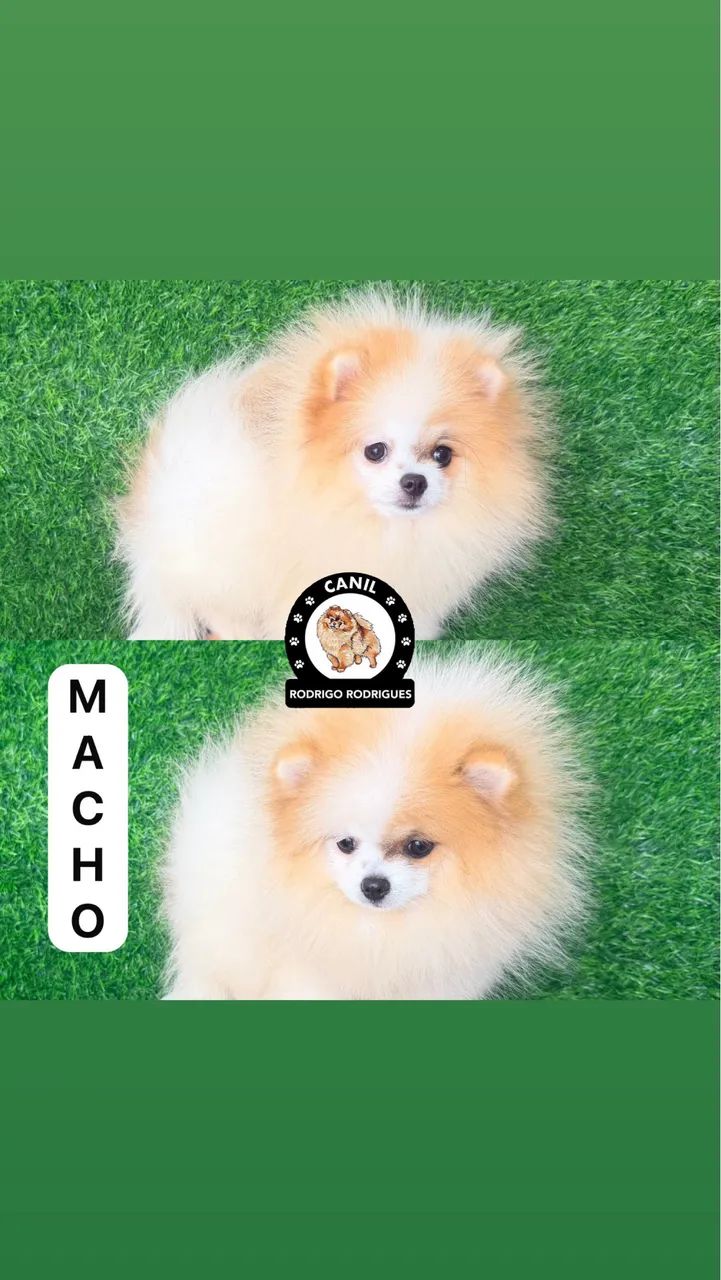 Lulu macho anão  - Foto 2