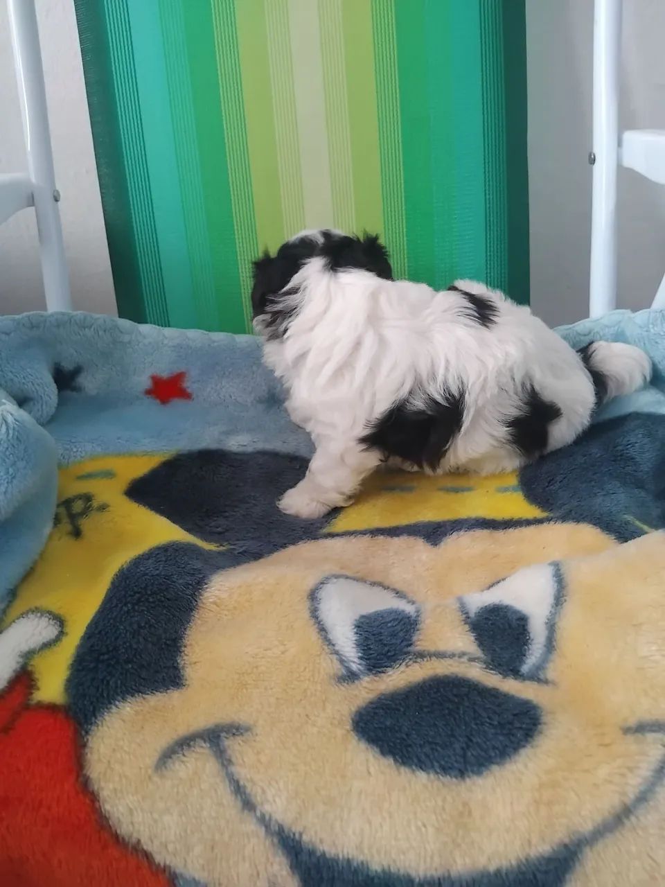 Vendesse filhote shitzu  - Foto 4