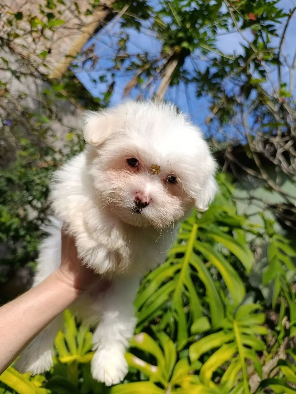 Maltês Mini macho - Foto 3