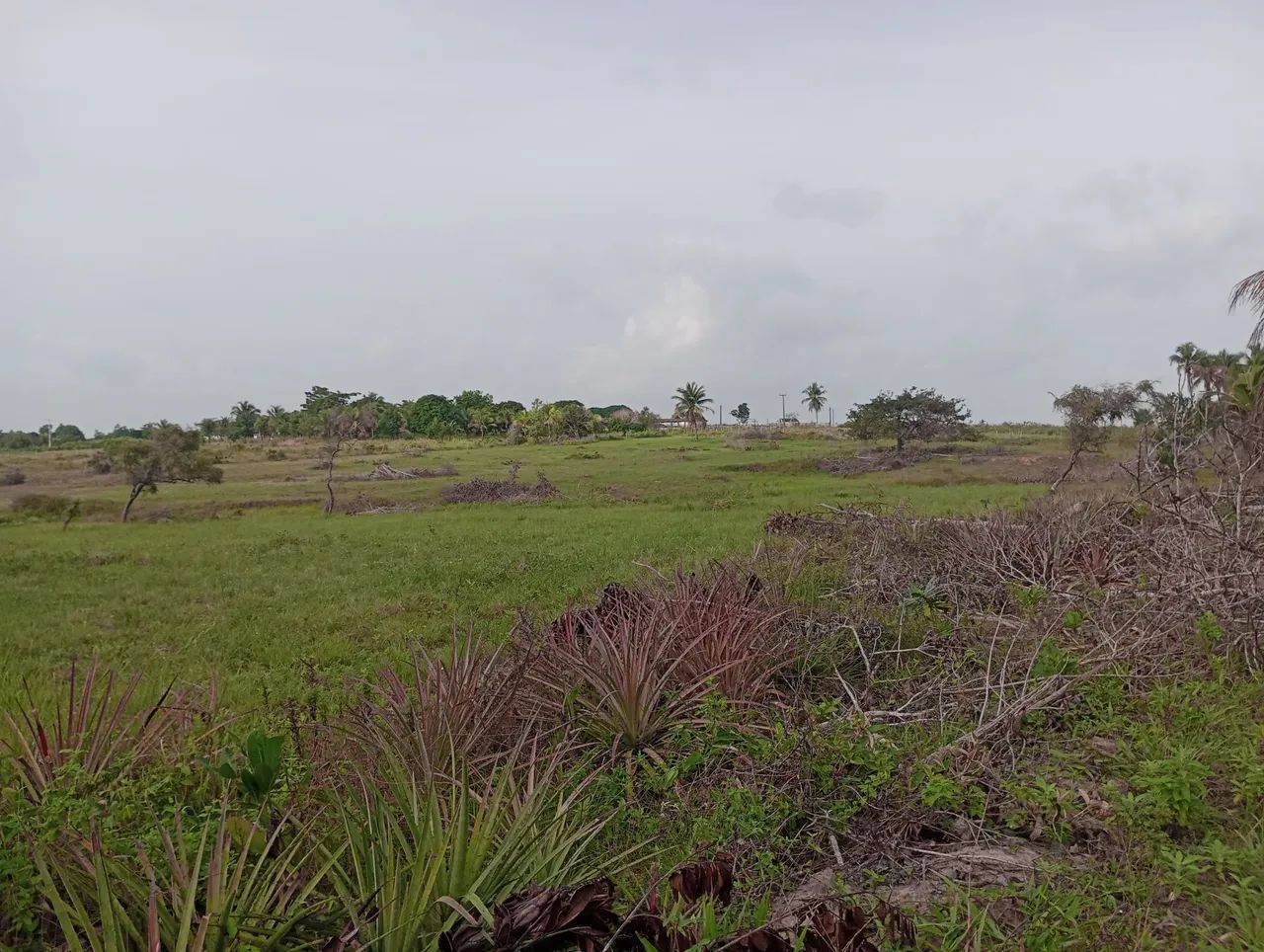 Vende um terreno metade sítio e outra pasto - Foto 2