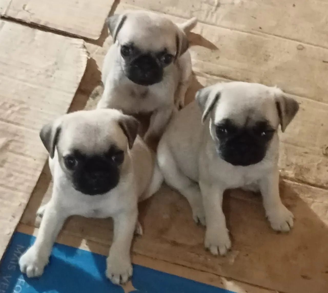 Presente para o dia das mães bebês de pug ac cartão parcelo e entrego  - Foto 3