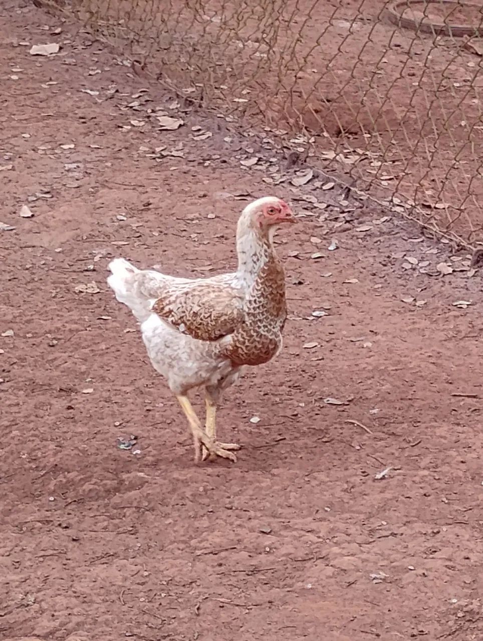 Galinha caipira  - Foto 2