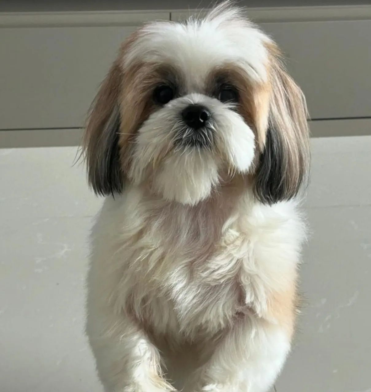 Cachorro 
