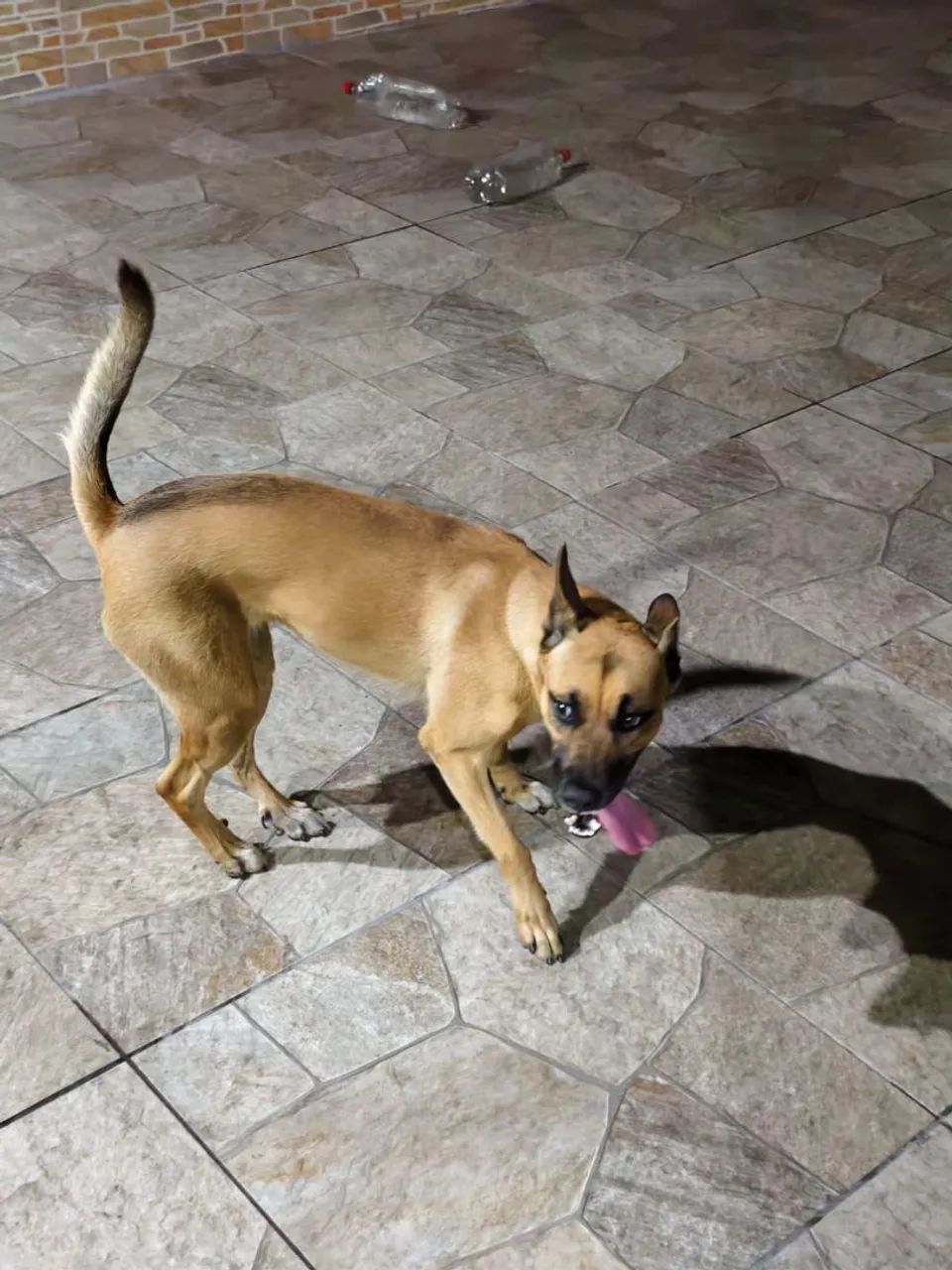 Cachorro para adoção: Kiara