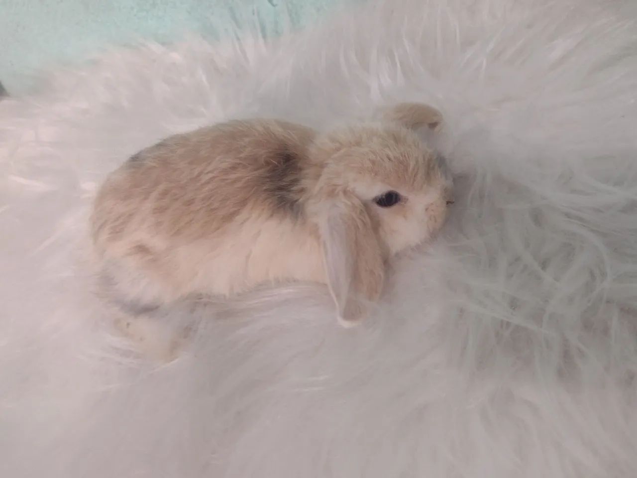 mini lop Uruguai  - Foto 3