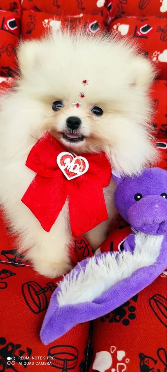 Pets  - Foto 4