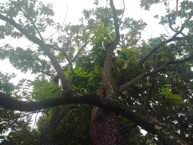 Foto - Brasília - Setor Sul (Gama)