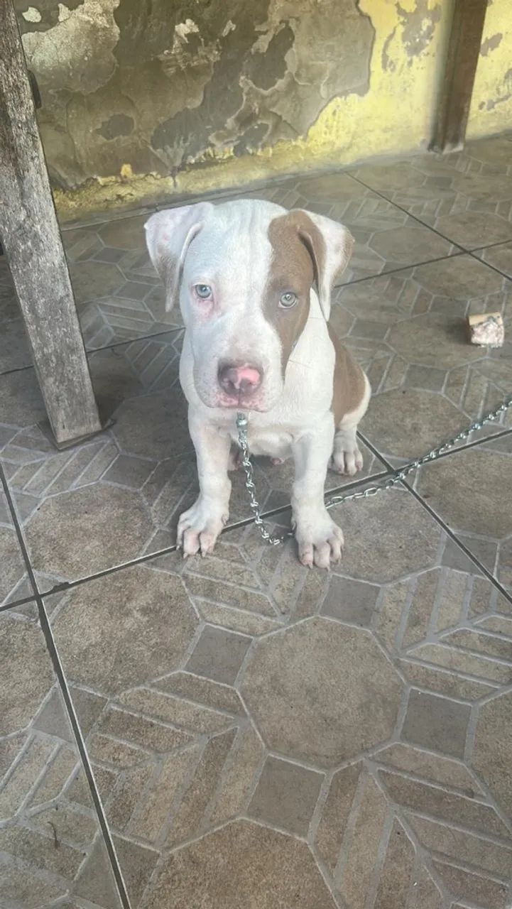 Venda de cachorro 