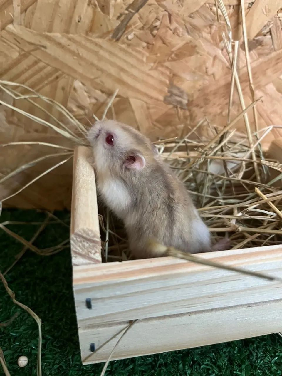 Rato e Hamster 482679753226342402