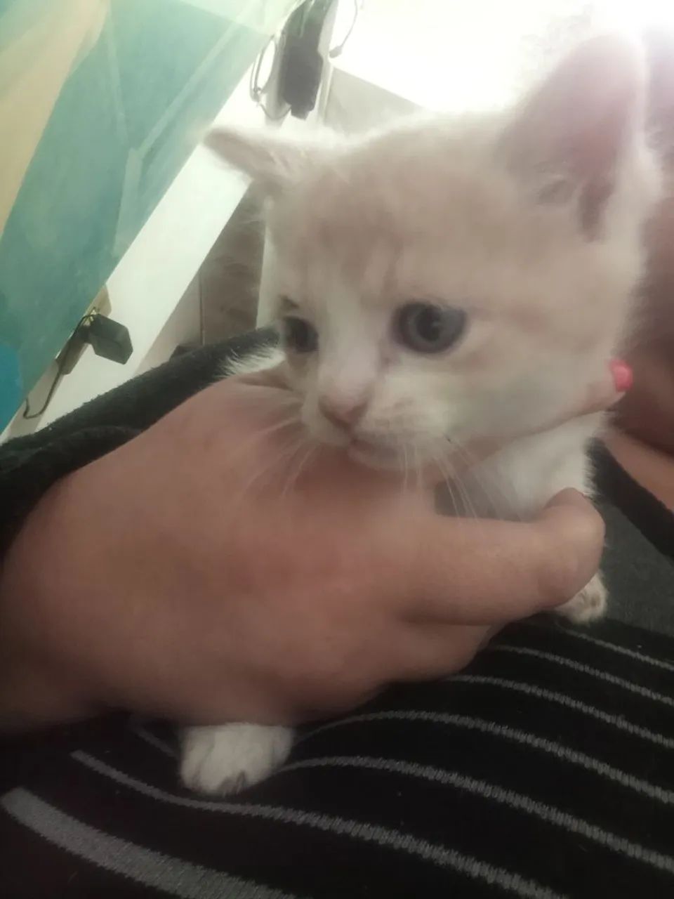 Vendo gato persa com angora  - Foto 2