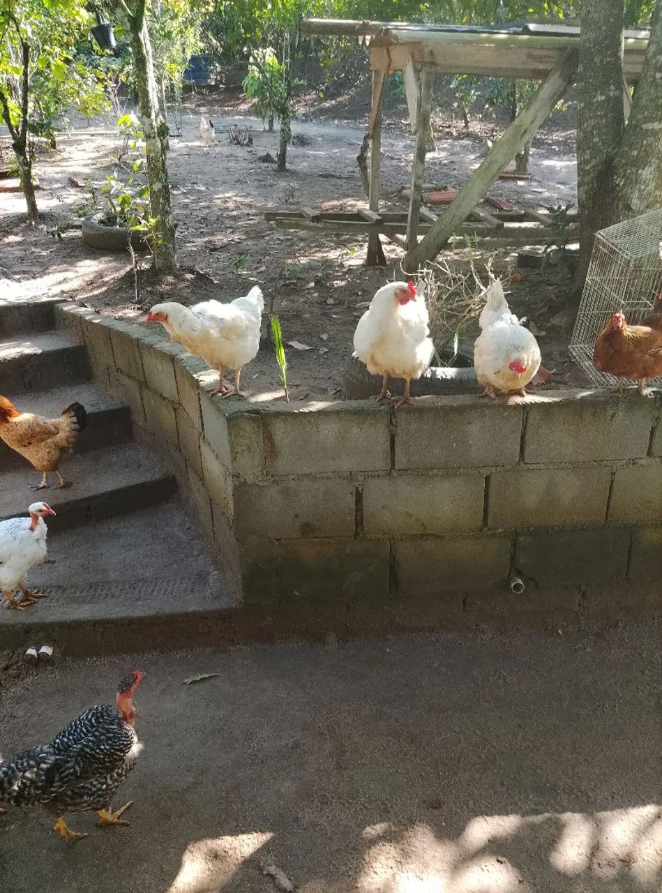 Galinhas pra venda e casal de marrecos  - Foto 4