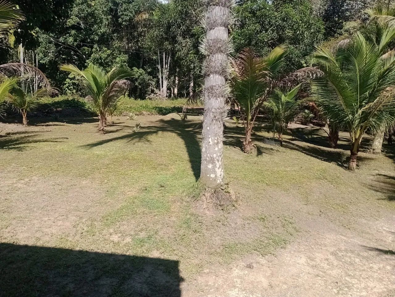 Sítio Ramal Boa Sorte - Rio Preto da Eva  - Foto 4