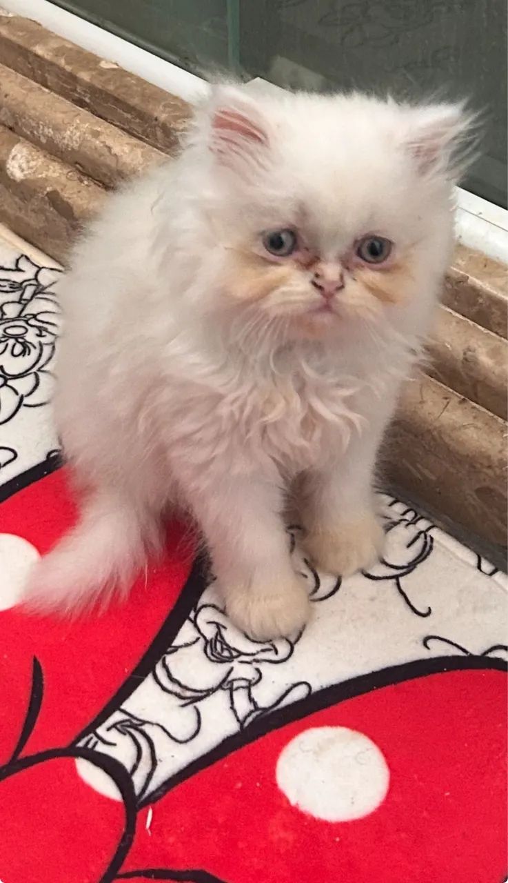 Gatinhos persa - Foto 5