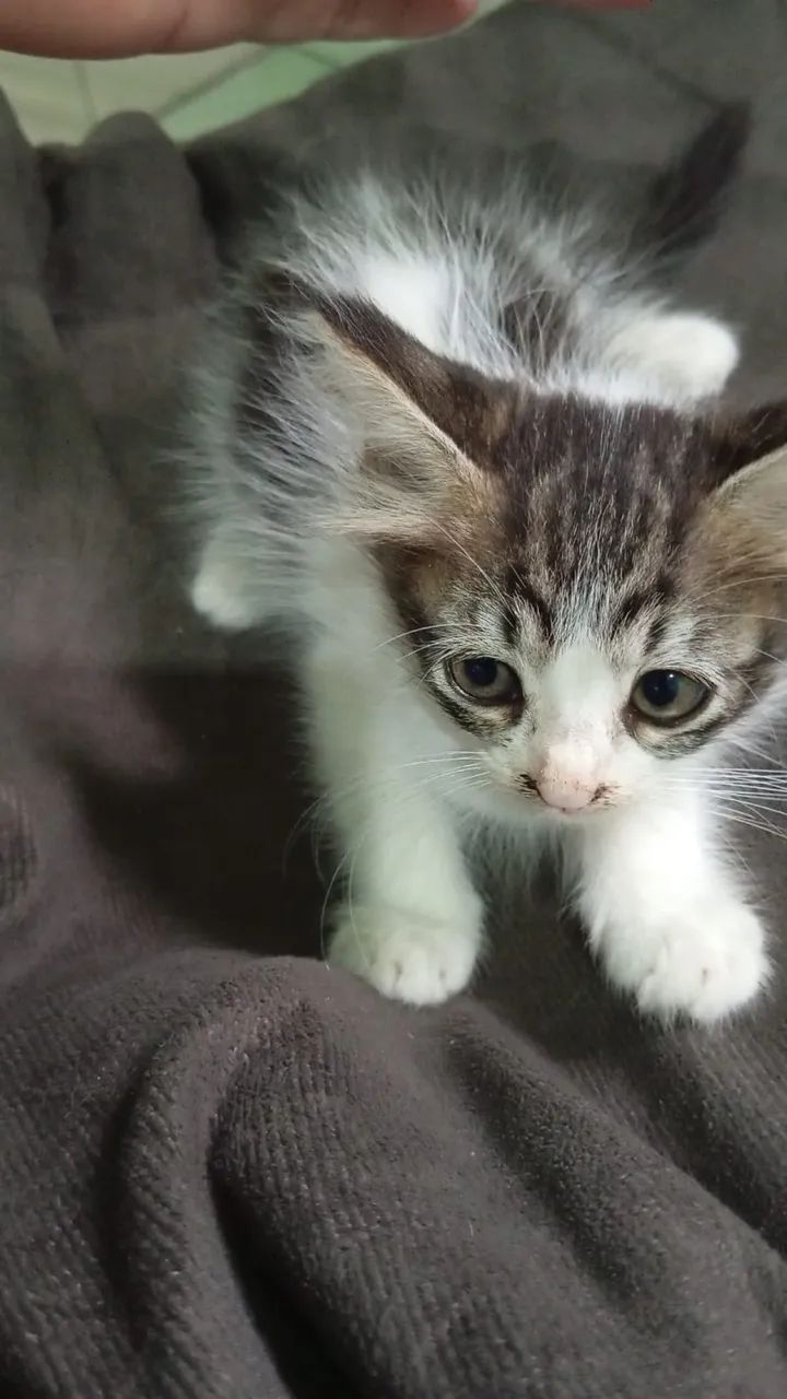 adoção gatinhos 3 fêmea 1 macho 