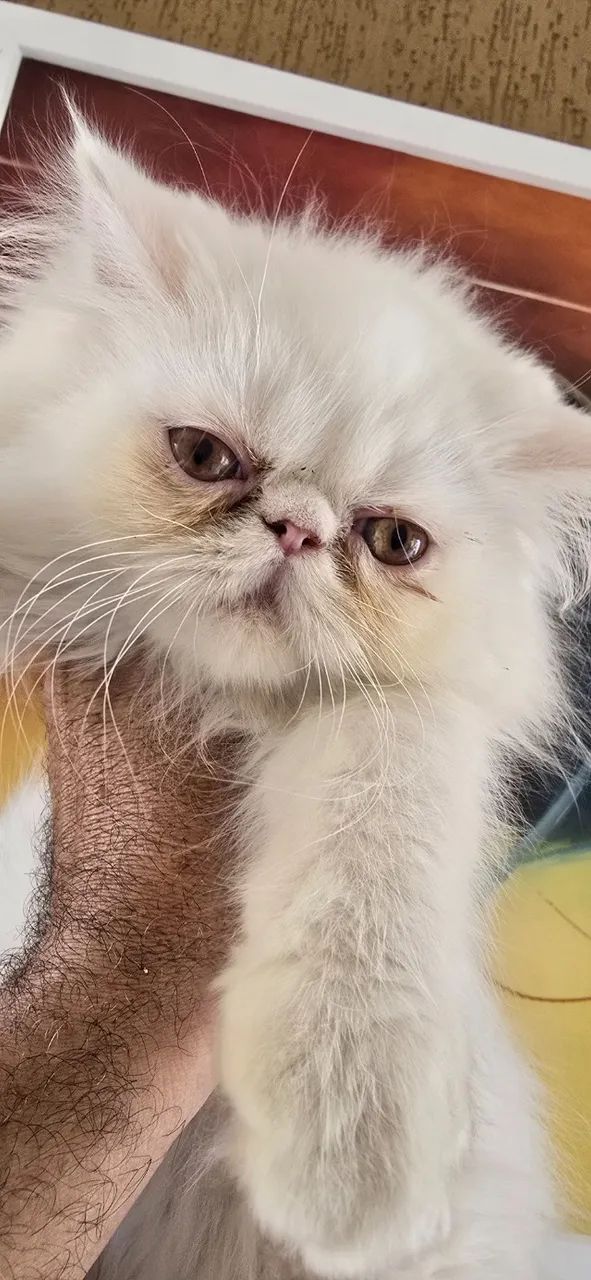 Filhote de PERSA padrão show