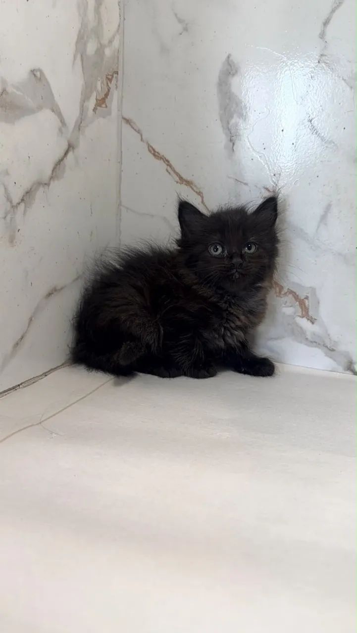 Angora bebes - Foto 2