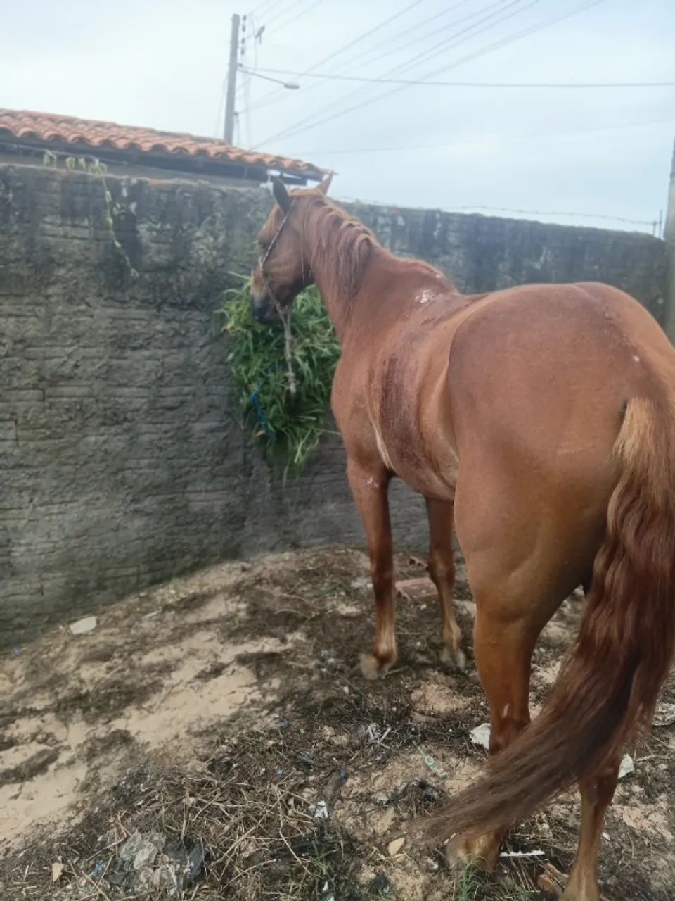 Cavalo de esteira 5 anos . - Foto 5