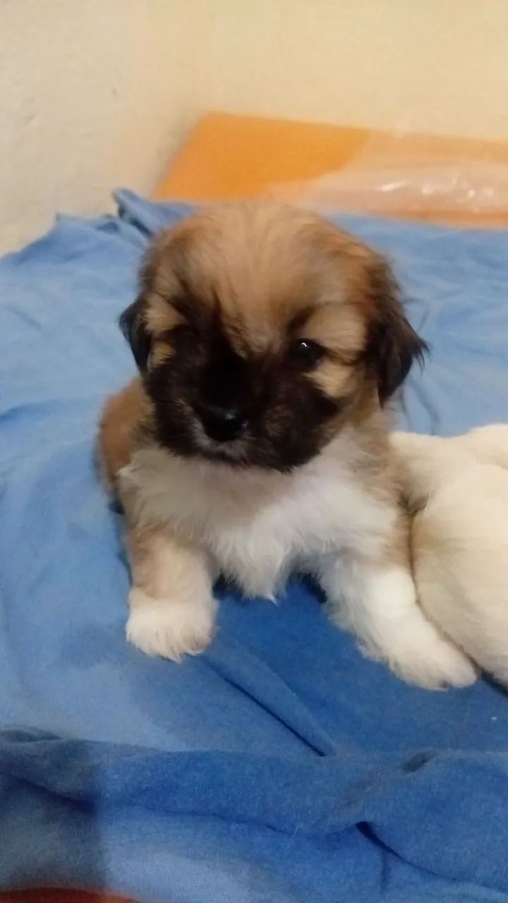 Vende se - Foto 2
